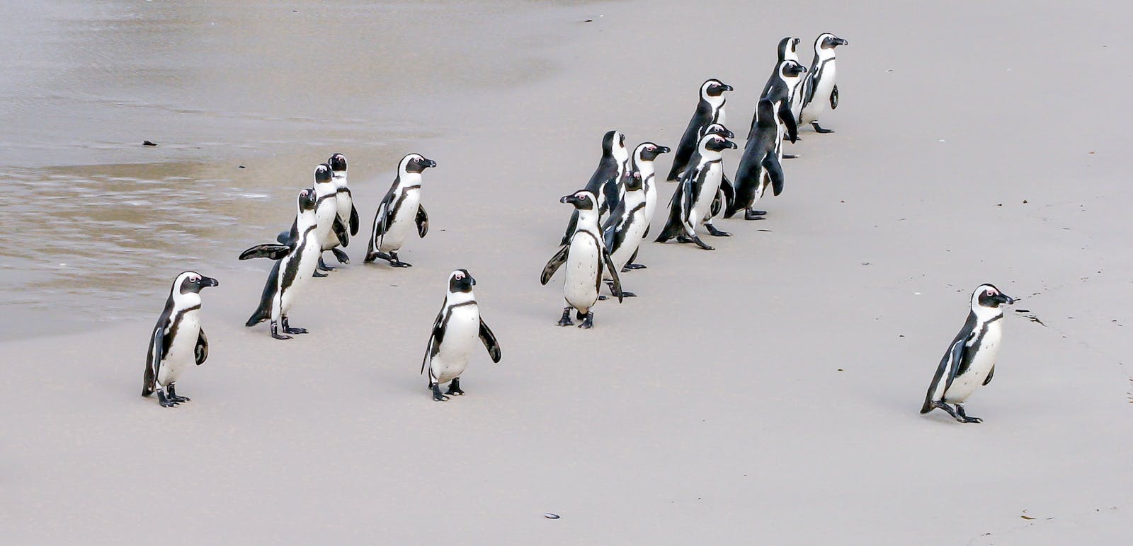 The action of leading a group of people or an organization may sound straightforward, but it's far from simple. | Photo: Pxhere