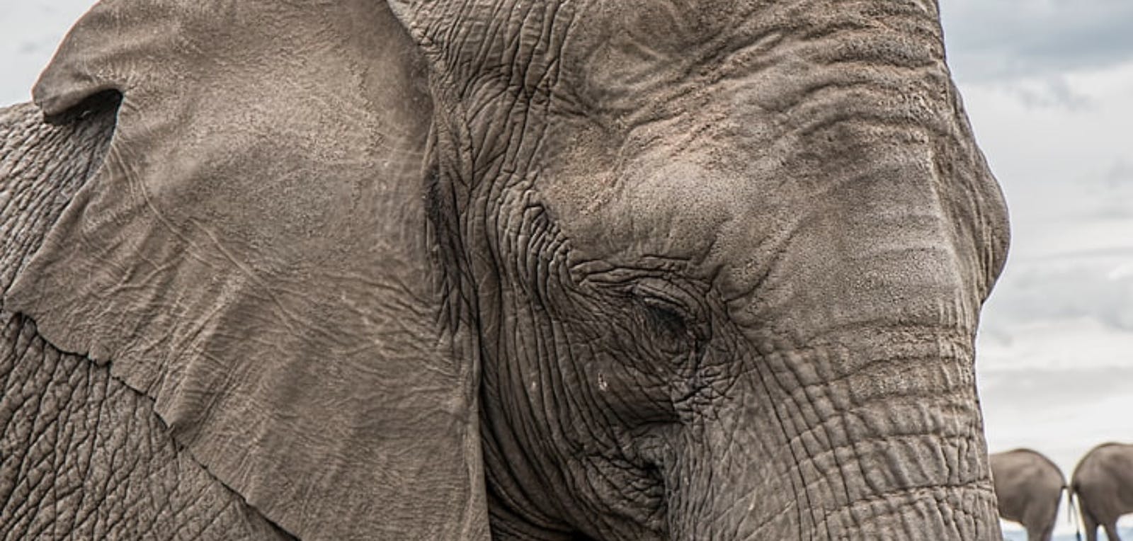 66fdb90c55d39742a3096ca6 Largeelephanthead