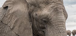 66fdb90c55d39742a3096ca6 Largeelephanthead 66fdb90c55d39742a3096ca6 Largeelephanthead