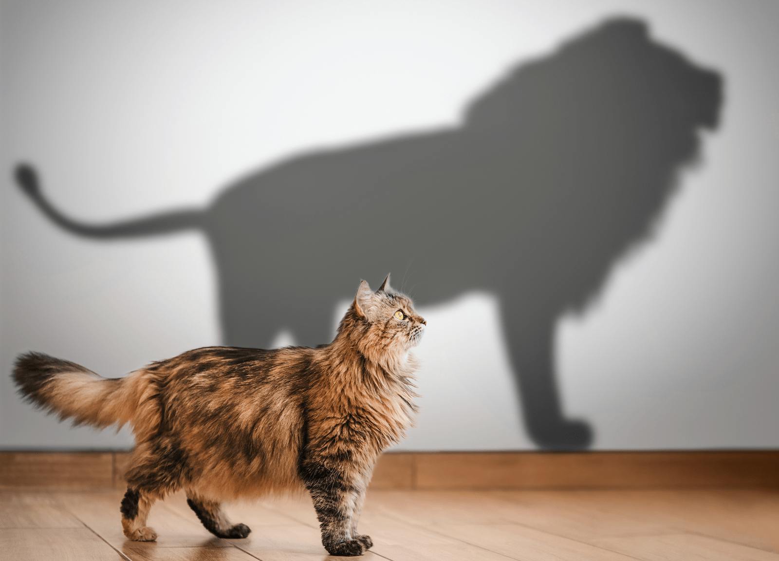 Lion shadow cast by a domestic cat represents the role model for a killer sales team