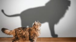 Lion shadow cast by a domestic cat represents the role model for a killer sales team Lion shadow cast by a domestic cat represents the role model for a killer sales team