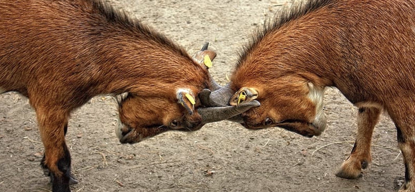 66fdb935e63fdca4ad45783c Twobrowngoatslockantlersmerger