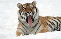 66fdb956de5fd12115547ded Tigertamedandyawning 66fdb956de5fd12115547ded Tigertamedandyawning