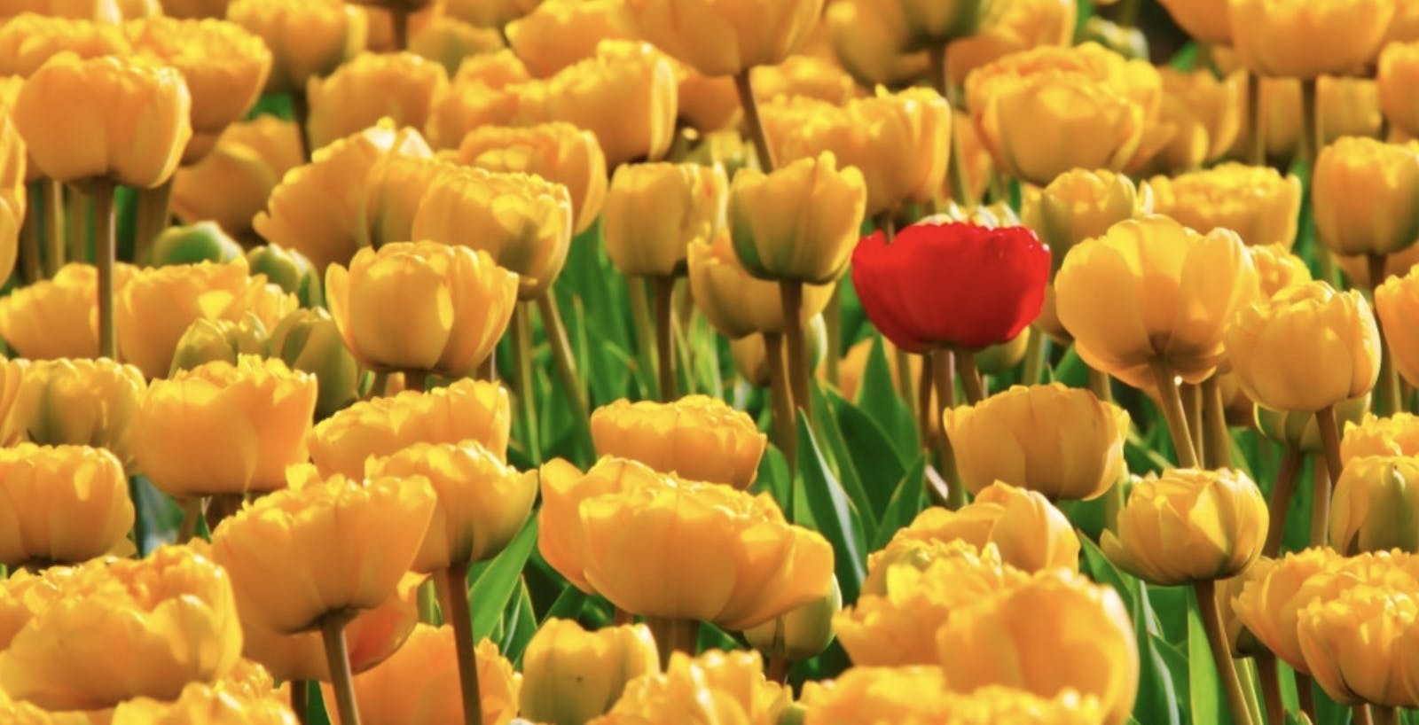 66fdb99ea5dba07dd94617dc Oneofmanystandouttulip