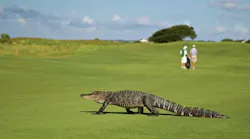 How one Florida builder found a solution to South Florida’s glut of 18-hole golf courses. (Photo: Pixabay)