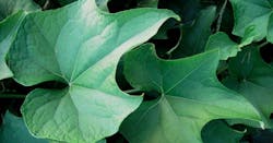 66fdb9f7de5fd1d4cc547f03 Green20leaves Cc020public20domain 66fdb9f7de5fd1d4cc547f03 Green20leaves Cc020public20domain