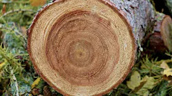 Wood’s strength, elasticity, and durability increase as its density increases. A great deal of research has looked at the variability of wood density within species. | Photo: Pixabay / manfredrichter