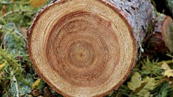 66fdbac6e63fdc0a6f457b55 Densityofwoodsawntree 66fdbac6e63fdc0a6f457b55 Densityofwoodsawntree