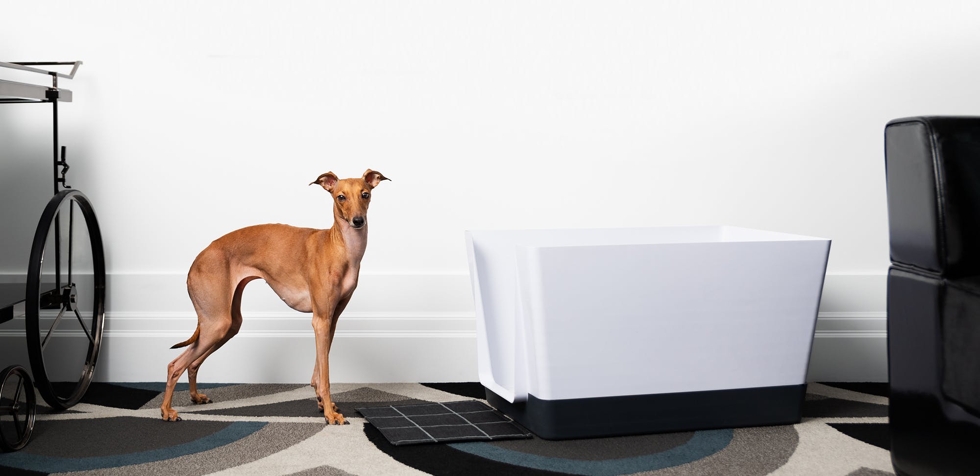 66fdbb5201d3bf4d56af6eef 00herodoggybathroomwhippetdogwhitetub