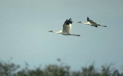 66fdbbcbe1fd4a1355e1e61d Bird