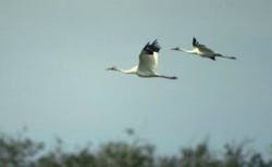 66fdbbcbe1fd4a1355e1e61d Bird 66fdbbcbe1fd4a1355e1e61d Bird