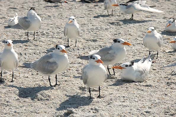 66fdbbe1a897b56e76b1f4c7 Pict539420florida20bird20photos