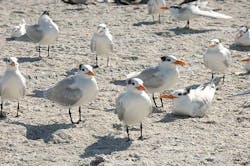 66fdbbe1a897b56e76b1f4c7 Pict539420florida20bird20photos 66fdbbe1a897b56e76b1f4c7 Pict539420florida20bird20photos