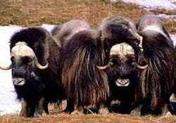 66fdbbeb36c97e04a38b57c9 420oxen20cropped 66fdbbeb36c97e04a38b57c9 420oxen20cropped