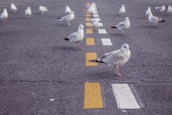 66fdbc26a897b5c809b1f58b Animalsbirdsdoves4616 3 66fdbc26a897b5c809b1f58b Animalsbirdsdoves4616 3