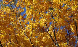 66fdbd28e1fd4aabb9e1eb8e October 66fdbd28e1fd4aabb9e1eb8e October