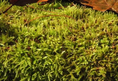 66fdbd30e1fd4a4d63e1eb9d Wood