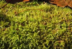 66fdbd30e1fd4a4d63e1eb9d Wood 66fdbd30e1fd4a4d63e1eb9d Wood