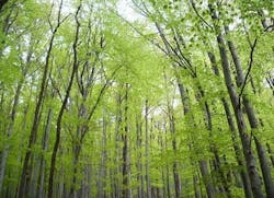 66fdbd4ea897b54929b1fa06 Green20wood20copy 66fdbd4ea897b54929b1fa06 Green20wood20copy