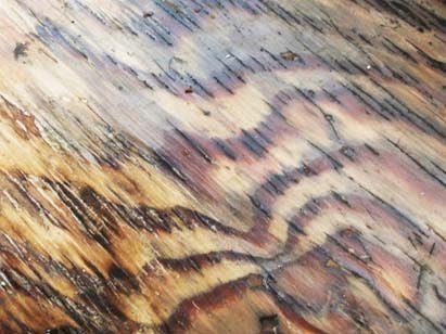 66fdbd53e1fd4a0ebce1ebfc Lumber20copy