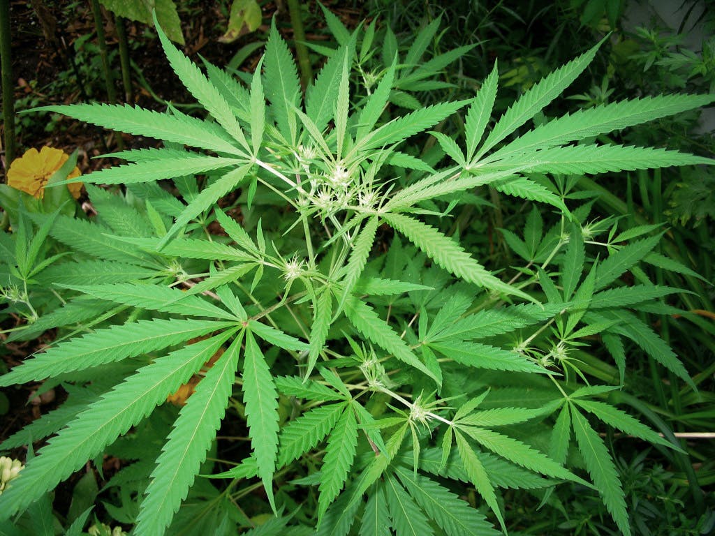 66fdbe61a5dba04dc8462452 Hemp