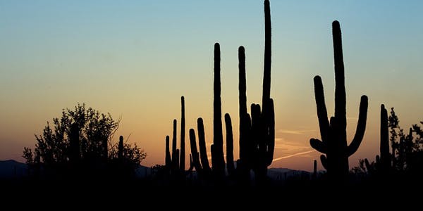 66fdbe8ede5fd11cc4548bab Saguarocactus584405 640