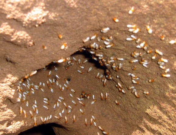 66fdbed1dbd68e1be74aa87f Termites Inside Of A Moundtamilnadu17