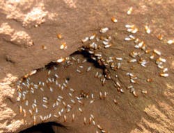 66fdbed1dbd68e1be74aa87f Termites Inside Of A Moundtamilnadu17 66fdbed1dbd68e1be74aa87f Termites Inside Of A Moundtamilnadu17
