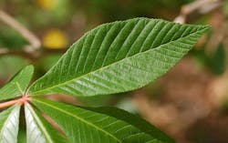 66fdbed7de5fd15ea6548c9a 640pxred Buckeye Aesculus Pavia Leaf Closeup 2700p 66fdbed7de5fd15ea6548c9a 640pxred Buckeye Aesculus Pavia Leaf Closeup 2700p