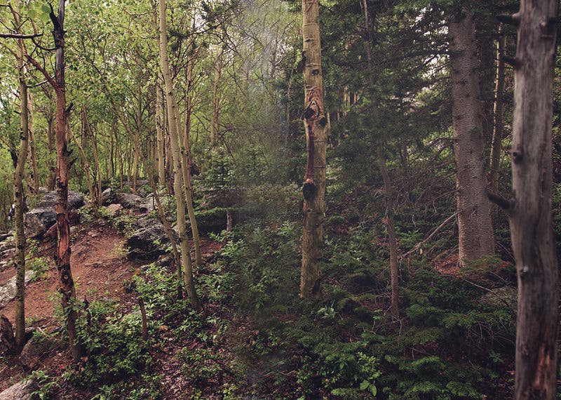 66fdbee43cabd9cde0a69bfd 800pxdeciduous Forest 4843082944 3