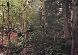 66fdbee43cabd9cde0a69bfd 800pxdeciduous Forest 4843082944 3 66fdbee43cabd9cde0a69bfd 800pxdeciduous Forest 4843082944 3