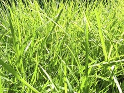 66fdbef6de5fd19da8548cf0 Californiagreendyesparchedlawnshousingzone 3 66fdbef6de5fd19da8548cf0 Californiagreendyesparchedlawnshousingzone 3