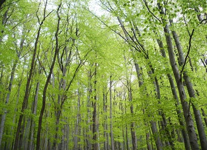 66fdbf15a5dba0073b46261f Sfpasouthernforestproductsassocationpinepressuretr