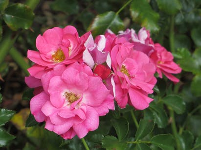 66fdbf1da897b59ce9b1ff2f Greenroofsinstallationmythshousingzone 3