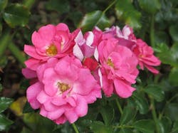 66fdbf1da897b59ce9b1ff2f Greenroofsinstallationmythshousingzone 3 66fdbf1da897b59ce9b1ff2f Greenroofsinstallationmythshousingzone 3