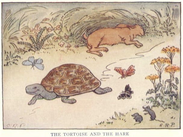 66fdbf4ea5dba0836d4626e7 Tortoise20and20hare