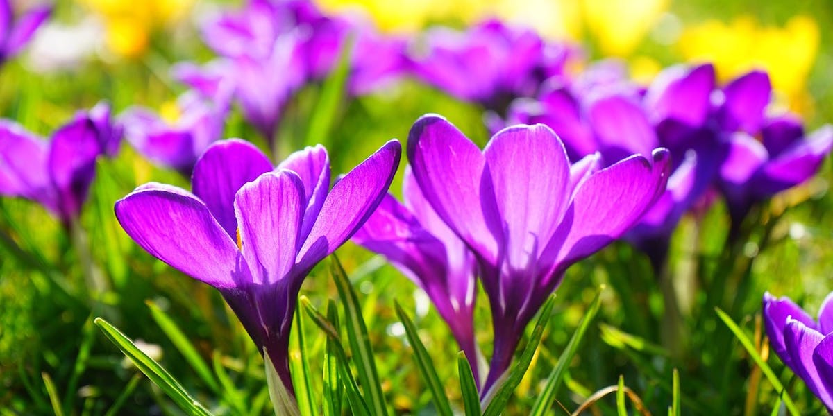 66fdc04236c97e0bea8b6546 Crocus318291 1280