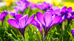 Crocus 318291 1280