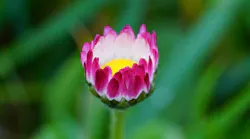 Daisy 1317232 1280