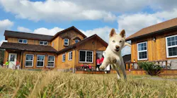 Korean Jindo 1846176 1280