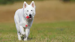 Swiss Shepherd Dog 354526 1280