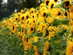 66fdc0cbe63fdcfde0458d22 Sunflower2718287 1920 66fdc0cbe63fdcfde0458d22 Sunflower2718287 1920