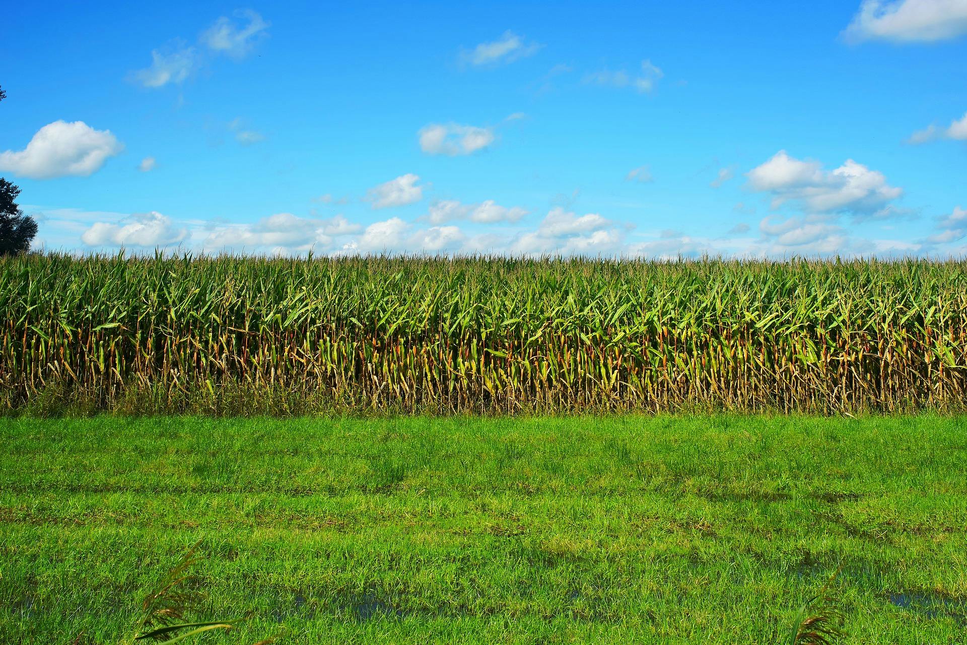 66fdc0dee63fdc138a458d42 Corn2735619 1920