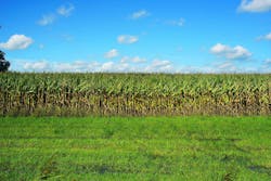 66fdc0dee63fdc138a458d42 Corn2735619 1920 66fdc0dee63fdc138a458d42 Corn2735619 1920