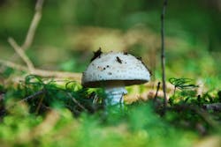 66fdc0fedbd68e0c214aae47 Rootchampignon1558899 1920 66fdc0fedbd68e0c214aae47 Rootchampignon1558899 1920
