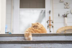 66fdc13fe1fd4a9ea3e1f72a Catmappermaxogden202782 66fdc13fe1fd4a9ea3e1f72a Catmappermaxogden202782