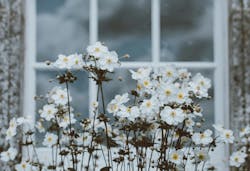 66fdc1aa36c97e67328b6860 Anniespratt370961unsplash 66fdc1aa36c97e67328b6860 Anniespratt370961unsplash