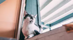 Photo: Unsplash/Tucker Good