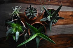 66fdc1e23cabd92895a6a2cf Jackietsang536572unsplash 66fdc1e23cabd92895a6a2cf Jackietsang536572unsplash