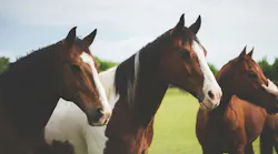 Photo: Unsplash/Julie Johnson